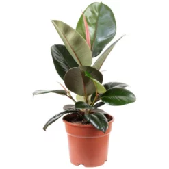 Gummibaum Elastica Ficus »Robusta«