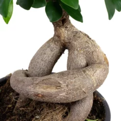 Gartenkrone Feigen-Bonsai, Ficus Microcarpa »Ginseng«, Im Kunststoff-Kulturtopf -Wohnen Wohndeko Verkäufe unnamed file 109