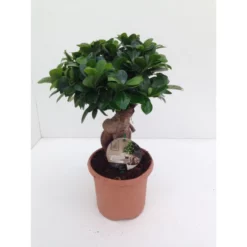 Gartenkrone Feigen-Bonsai, Ficus Microcarpa »Ginseng«, Im Kunststoff-Kulturtopf -Wohnen Wohndeko Verkäufe unnamed file 110