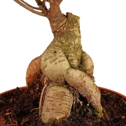 Gartenkrone Feigen-Bonsai, Ficus Microcarpa »Ginseng«, Im Kunststoff-Kulturtopf -Wohnen Wohndeko Verkäufe unnamed file 112
