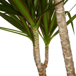 Gartenkrone Drachenbaum, Dracaena Marginata, Im Kunststoff-Kulturtopf 7 Gartenkrone Drachenbaum, Dracaena Marginata, Im Kunststoff-Kulturtopf -Wohnen Wohndeko Verkäufe unnamed file 118