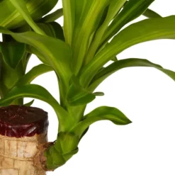 Gartenkrone Drachenbaum, Dracaena Fragans »Massangeana«, Im Kunststoff-Kulturtopf -Wohnen Wohndeko Verkäufe unnamed file 122