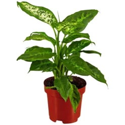 Gartenkrone Dieffenbachie, Dieffenbachia Maculata »in Sorten«, Im Kunststoff-Kulturtopf -Wohnen Wohndeko Verkäufe unnamed file 128