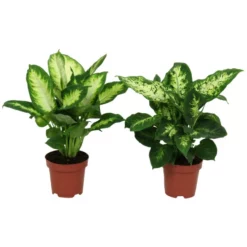 Gartenkrone Dieffenbachie, Dieffenbachia Maculata »in Sorten«, Im Kunststoff-Kulturtopf -Wohnen Wohndeko Verkäufe unnamed file 129