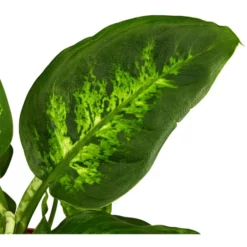 Gartenkrone Dieffenbachie, Dieffenbachia Maculata »in Sorten«, Im Kunststoff-Kulturtopf -Wohnen Wohndeko Verkäufe unnamed file 130