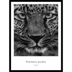 Gerahmtes Bild »Leopard Portrait«