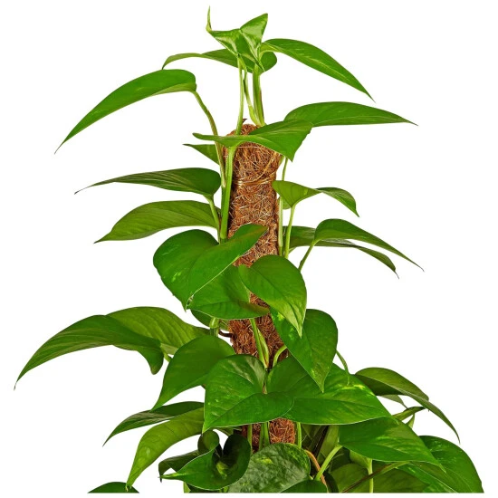 Gartenkrone Efeutute, Epipremnum Aureum 4 Gartenkrone Efeutute, Epipremnum Aureum – Bild 2