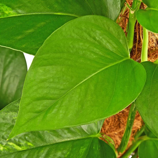 Gartenkrone Efeutute, Epipremnum Aureum 5 Gartenkrone Efeutute, Epipremnum Aureum – Bild 3