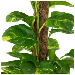 Gartenkrone Efeutute, Epipremnum Aureum 9 Gartenkrone Efeutute, Epipremnum Aureum -Wohnen Wohndeko Verkäufe unnamed file 148