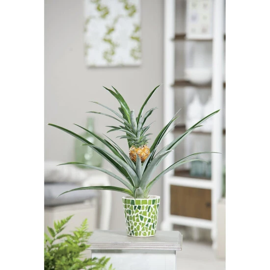 Gartenkrone Zier-Ananas, Ananas Comosus, Blütenfarbe: Gelb 3 Gartenkrone Zier-Ananas, Ananas Comosus, Blütenfarbe: Gelb