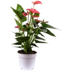 Flowerbox Große Flamingoblume, Anthurium Andreanum »Champion«, Blütenfarbe: Pink