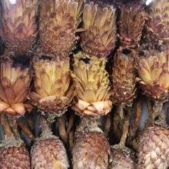 Flowerbox Trockenblumen -Wohnen Wohndeko Verkäufe unnamed file 1527