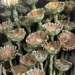 Flowerbox Trockenblumen -Wohnen Wohndeko Verkäufe unnamed file 1544