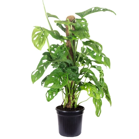 Flowerbox Schiefes Fensterblatt, Monstera Obliqua 3 Flowerbox Schiefes Fensterblatt, Monstera Obliqua