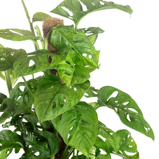 Flowerbox Schiefes Fensterblatt, Monstera Obliqua 4 Flowerbox Schiefes Fensterblatt, Monstera Obliqua – Bild 2