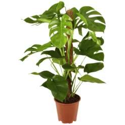 Gartenkrone Fensterblatt, Monstera Deliciosa