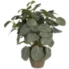 Mica® Decorations Kunstpflanze, Pilea, Grün -Wohnen Wohndeko Verkäufe unnamed file 161