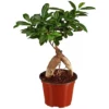 Gartenkrone Feigen-Bonsai, Ficus Microcarpa »Ginseng«, Im Kunststoff-Kulturtopf -Wohnen Wohndeko Verkäufe unnamed file 164