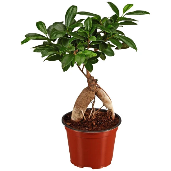 Gartenkrone Feigen-Bonsai, Ficus Microcarpa »Ginseng«, Im Kunststoff-Kulturtopf 3 Gartenkrone Feigen-Bonsai, Ficus Microcarpa »Ginseng«, Im Kunststoff-Kulturtopf