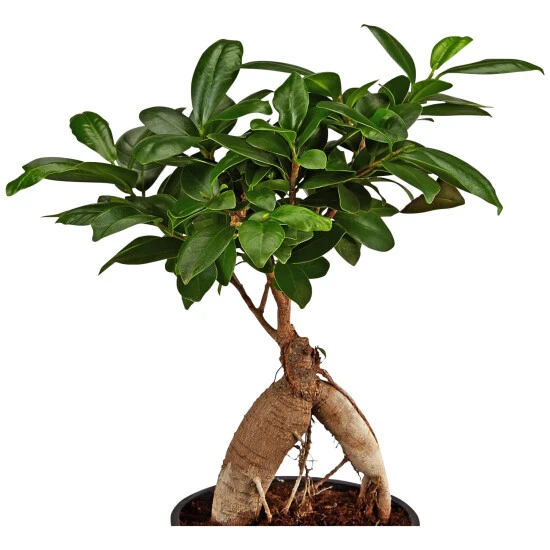 Gartenkrone Feigen-Bonsai, Ficus Microcarpa »Ginseng«, Im Kunststoff-Kulturtopf 4 Gartenkrone Feigen-Bonsai, Ficus Microcarpa »Ginseng«, Im Kunststoff-Kulturtopf – Bild 2