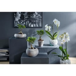 Gartenkrone Feigen-Bonsai, Ficus Microcarpa »Ginseng«, Im Kunststoff-Kulturtopf 11 Gartenkrone Feigen-Bonsai, Ficus Microcarpa »Ginseng«, Im Kunststoff-Kulturtopf -Wohnen Wohndeko Verkäufe unnamed file 166