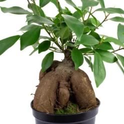 Gartenkrone Feigen-Bonsai, Ficus Microcarpa »Ginseng«, Im Kunststoff-Kulturtopf 12 Gartenkrone Feigen-Bonsai, Ficus Microcarpa »Ginseng«, Im Kunststoff-Kulturtopf -Wohnen Wohndeko Verkäufe unnamed file 167