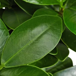 Gartenkrone Feigen-Bonsai, Ficus Microcarpa »Ginseng«, Im Kunststoff-Kulturtopf 13 Gartenkrone Feigen-Bonsai, Ficus Microcarpa »Ginseng«, Im Kunststoff-Kulturtopf -Wohnen Wohndeko Verkäufe unnamed file 168