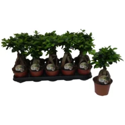 Gartenkrone Feigen-Bonsai, Ficus Microcarpa »Ginseng«, Im Kunststoff-Kulturtopf 14 Gartenkrone Feigen-Bonsai, Ficus Microcarpa »Ginseng«, Im Kunststoff-Kulturtopf -Wohnen Wohndeko Verkäufe unnamed file 169