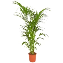 Gartenkrone Kentiapalme Howea Forsteriana