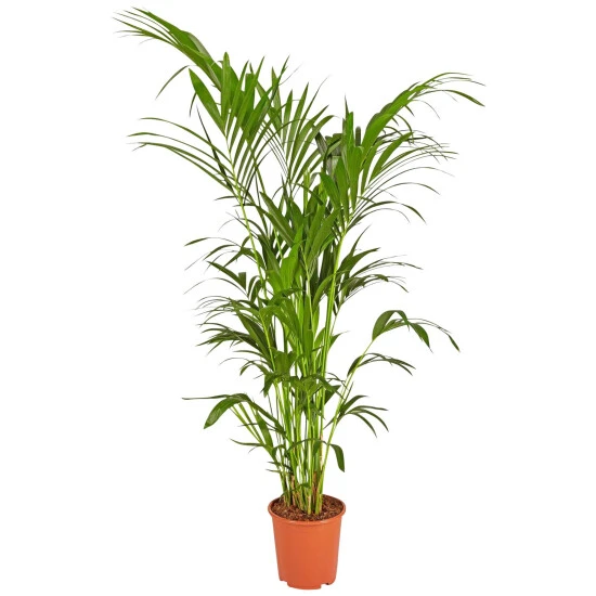 Gartenkrone Kentiapalme Howea Forsteriana 3 Gartenkrone Kentiapalme Howea Forsteriana