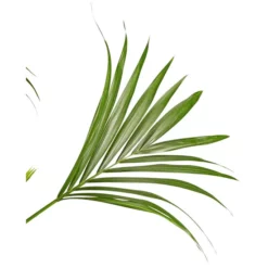 Gartenkrone Kentiapalme Howea Forsteriana 9 Gartenkrone Kentiapalme Howea Forsteriana -Wohnen Wohndeko Verkäufe unnamed file 178