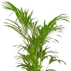 Gartenkrone Kentiapalme Howea Forsteriana 10 Gartenkrone Kentiapalme Howea Forsteriana -Wohnen Wohndeko Verkäufe unnamed file 179