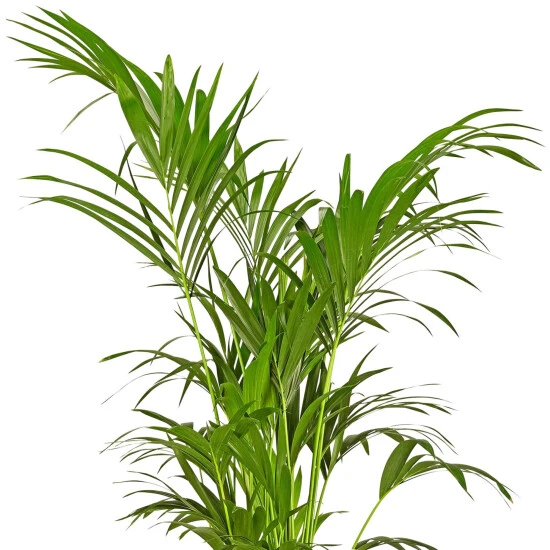 Gartenkrone Kentiapalme Howea Forsteriana 6 Gartenkrone Kentiapalme Howea Forsteriana – Bild 4