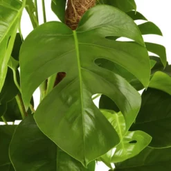 Gartenkrone Fensterblatt, Monstera Deliciosa -Wohnen Wohndeko Verkäufe unnamed file 18