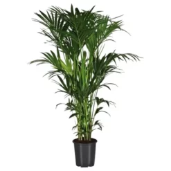 Gartenkrone Kentiapalme Howea Forsteriana 11 Gartenkrone Kentiapalme Howea Forsteriana -Wohnen Wohndeko Verkäufe unnamed file 180