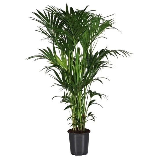 Gartenkrone Kentiapalme Howea Forsteriana 7 Gartenkrone Kentiapalme Howea Forsteriana – Bild 5