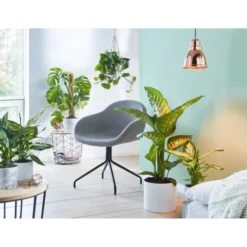 Gartenkrone Fensterblatt, Monstera Deliciosa -Wohnen Wohndeko Verkäufe unnamed file 19