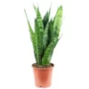Sukkulente Bogenhanf, Sansevieria Zeylanica, Mehrfarbig, Blüten: Weiß 1 Sukkulente Bogenhanf, Sansevieria Zeylanica, Mehrfarbig, Blüten: Weiß -Wohnen Wohndeko Verkäufe unnamed file 196