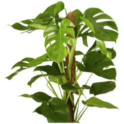 Gartenkrone Fensterblatt, Monstera Deliciosa -Wohnen Wohndeko Verkäufe unnamed file 20