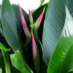 Helikonie, Heliconia Psittacorum, Blütenfarbe: Gelborange -Wohnen Wohndeko Verkäufe unnamed file 203