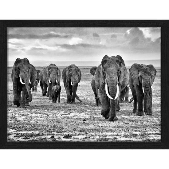 ANY IMAGE Digitaldruck »Elefanten«, Rahmen: Buchenholz, Schwarz 3 ANY IMAGE Digitaldruck »Elefanten«, Rahmen: Buchenholz, Schwarz