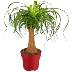 Gartenkrone Elefantenfuss, Beaucarnea Recurvata, Im Kunststoff-Kulturtopf