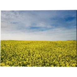 ANY IMAGE Kunstdruck »Blumenfeld«, Mehrfarbig, Alu-Dibond