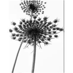 ANY IMAGE Kunstdruck »Wilde Möhre«, Mehrfarbig, Alu-Dibond