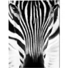 ANY IMAGE Kunstdruck »Zebra I«, Mehrfarbig, Alu-Dibond -Wohnen Wohndeko Verkäufe unnamed file 2410