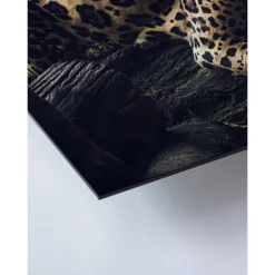 ANY IMAGE Kunstdruck »Jaguar«, Mehrfarbig, Alu-Dibond -Wohnen Wohndeko Verkäufe unnamed file 2443