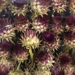 Flowerbox Trockenblumen »Artischocke« -Wohnen Wohndeko Verkäufe unnamed file 2469