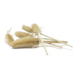 Flowerbox Trockenblumen »Kardendisteln«