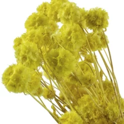 Flowerbox Trockenblumen »Skabiose Kugel« -Wohnen Wohndeko Verkäufe unnamed file 2502