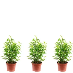 Flowerbox Birkenfeige, Syngonium Podophyllum